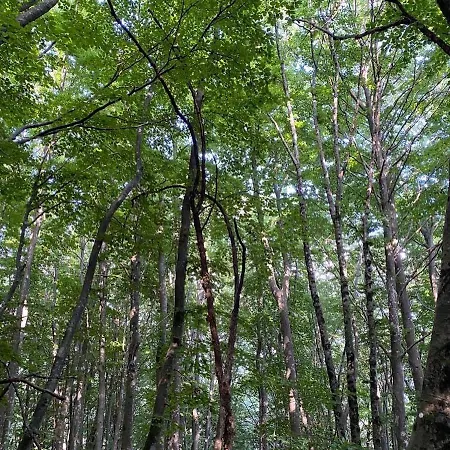 Combo לינה וארוחת בוקר Garna d'Alpago